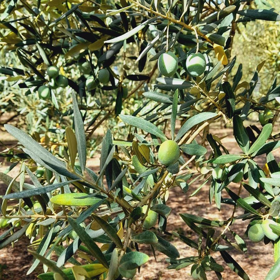 La Ferme Des Oliviers Βίλα Solliès-Pont Εξωτερικό φωτογραφία
